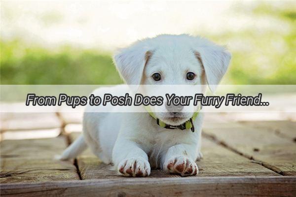 From Pups to Posh Does Your Furry Friends Energy Dim as They Grow Older